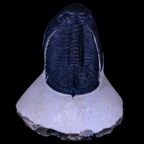 XL 4.5" Zlichovaspis Trilobite Fossil Devonian Age Morocco Self Standing COA - Fossil Age Minerals