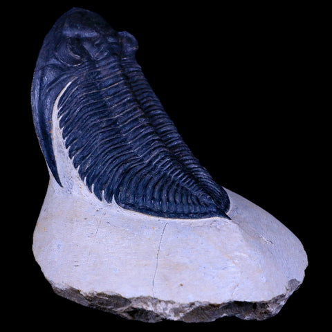 XL 4.5" Zlichovaspis Trilobite Fossil Devonian Age Morocco Self Standing COA - Fossil Age Minerals