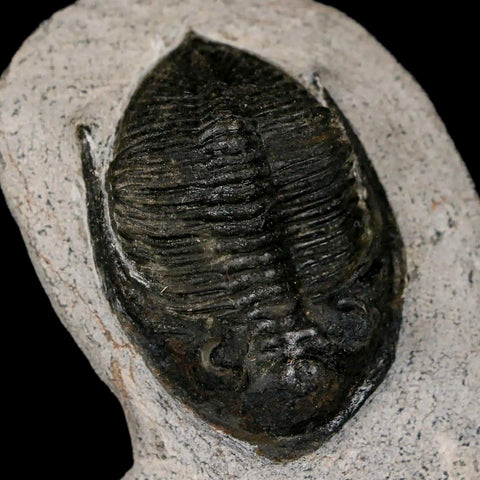 2" Zlichovaspis Rugosa Trilobite Fossil Morocco Devonian Age 400 Mil Yrs Old - Fossil Age Minerals