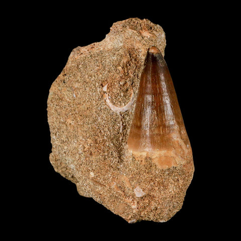 1.6" Mosasaur Prognathodon Fossil Tooth In Matrix Cretaceous Dinosaur Era COA - Fossil Age Minerals