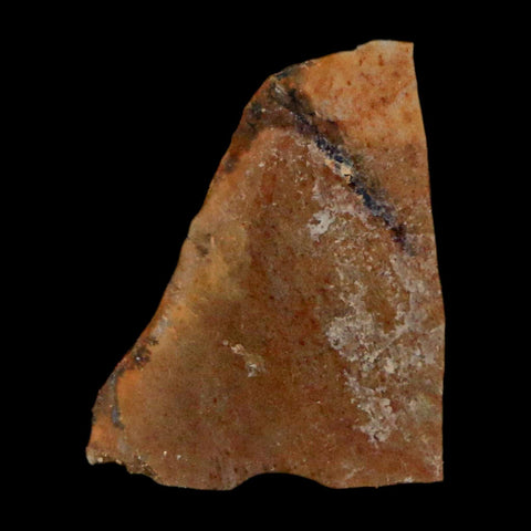 0.7" Tyrannosaurus Rex Fossil Bone Dinosaur Lance Creek Formation Wyoming COA - Fossil Age Minerals