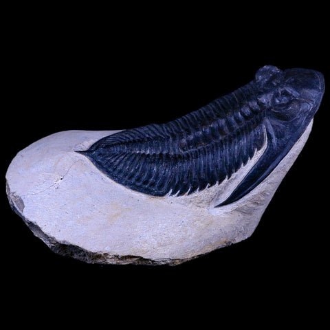 XL 4.5" Zlichovaspis Trilobite Fossil Devonian Age Morocco Self Standing COA - Fossil Age Minerals