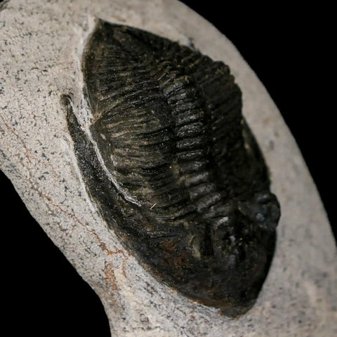 2" Zlichovaspis Rugosa Trilobite Fossil Morocco Devonian Age 400 Mil Yrs Old - Fossil Age Minerals