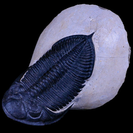 XL 4.5" Zlichovaspis Trilobite Fossil Devonian Age Morocco Self Standing COA