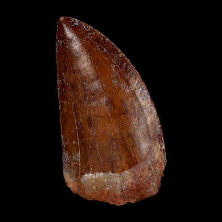 2.1" Carcharodontosaurus Fossil Tooth Cretaceous Dinosaur Morocco COA Stand