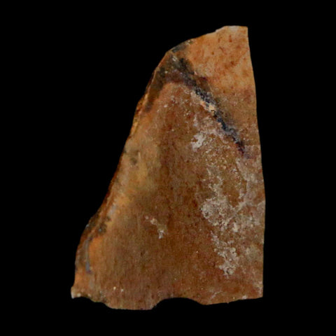 0.7" Tyrannosaurus Rex Fossil Bone Dinosaur Lance Creek Formation Wyoming COA - Fossil Age Minerals