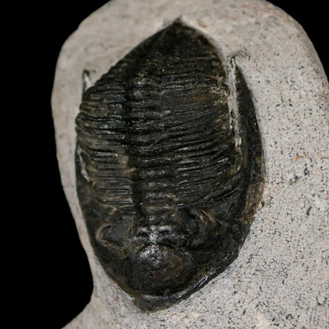 2" Zlichovaspis Rugosa Trilobite Fossil Morocco Devonian Age 400 Mil Yrs Old - Fossil Age Minerals