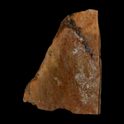 0.7" Tyrannosaurus Rex Fossil Bone Dinosaur Lance Creek Formation Wyoming COA - Fossil Age Minerals