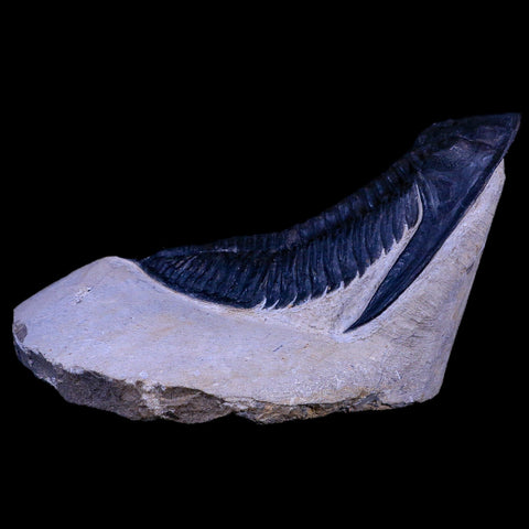 XL 4.5" Zlichovaspis Trilobite Fossil Devonian Age Morocco Self Standing COA - Fossil Age Minerals