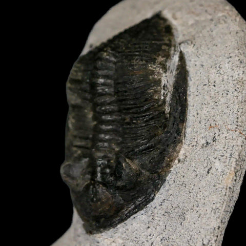 2" Zlichovaspis Rugosa Trilobite Fossil Morocco Devonian Age 400 Mil Yrs Old - Fossil Age Minerals