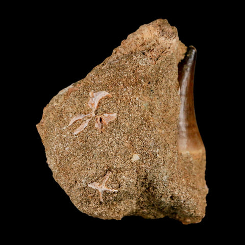 1.6" Mosasaur Prognathodon Fossil Tooth In Matrix Cretaceous Dinosaur Era COA - Fossil Age Minerals