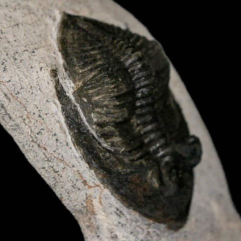 2" Zlichovaspis Rugosa Trilobite Fossil Morocco Devonian Age 400 Mil Yrs Old - Fossil Age Minerals