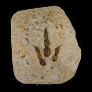 4.7" Grallator Variabilis Dinosaurs Track Foot Print Jurassic Age France COA, Stand