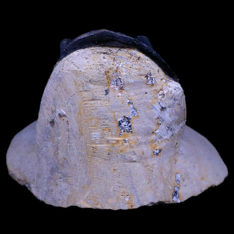 XL 4.5" Zlichovaspis Trilobite Fossil Devonian Age Morocco Self Standing COA - Fossil Age Minerals