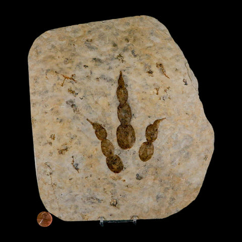 4.7" Grallator Variabilis Dinosaurs Track Foot Print Jurassic Age France COA, Stand - Fossil Age Minerals