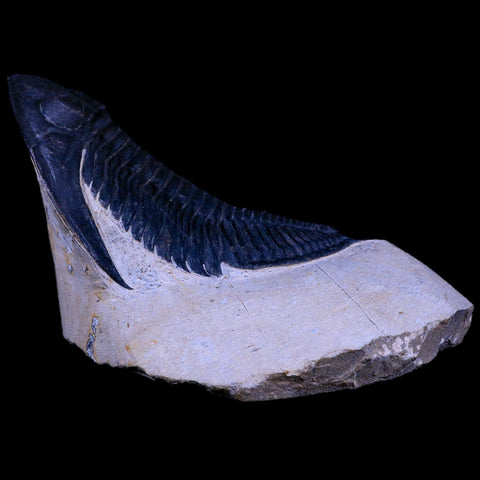 XL 4.5" Zlichovaspis Trilobite Fossil Devonian Age Morocco Self Standing COA - Fossil Age Minerals