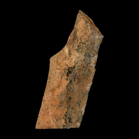 2.6" Tyrannosaurus Rex Fossil Bone Dinosaur Lance Creek Formation Wyoming COA - Fossil Age Minerals