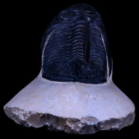 XL 4.5" Zlichovaspis Trilobite Fossil Devonian Age Morocco Self Standing COA - Fossil Age Minerals