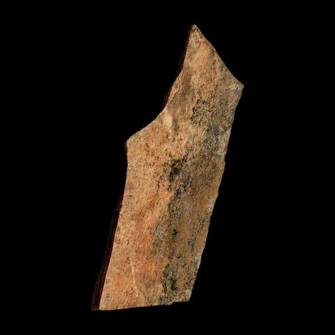 2.6" Tyrannosaurus Rex Fossil Bone Dinosaur Lance Creek Formation Wyoming COA - Fossil Age Minerals