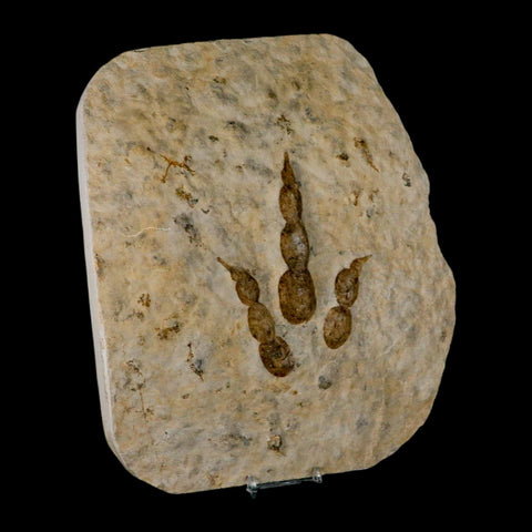 4.7" Grallator Variabilis Dinosaurs Track Foot Print Jurassic Age France COA, Stand - Fossil Age Minerals