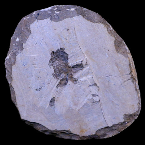 XL 4.5" Zlichovaspis Trilobite Fossil Devonian Age Morocco Self Standing COA - Fossil Age Minerals