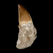 1.5" Mosasaur Prognathodon Fossil Tooth In Matrix Cretaceous Dinosaur Era COA