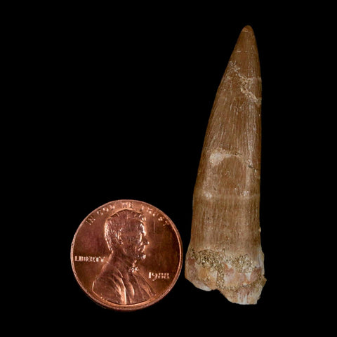 1.9" Plesiosaur Zarafasaura Tooth Fossil Cretaceous Dinosaur Era COA, Stand