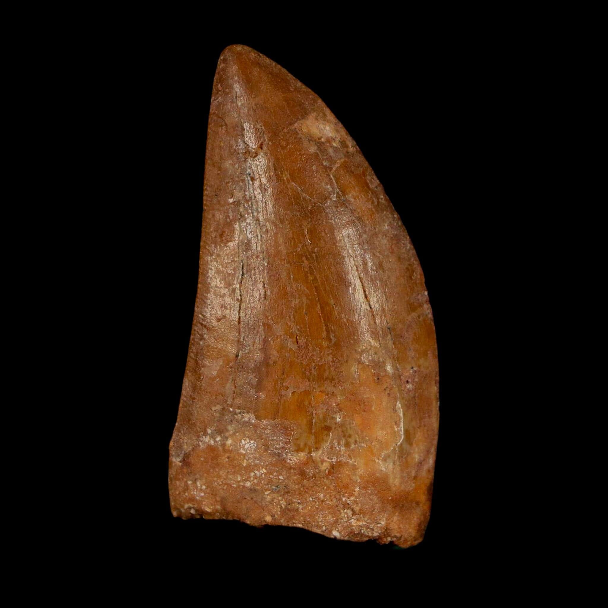 1.9" Carcharodontosaurus Fossil Tooth Cretaceous Dinosaur Morocco COA Stand - Fossil Age Minerals