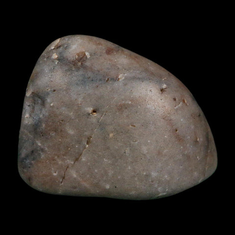 2.1" Sauropod Dinosaur Stomach Stone Gastrolith Rock Gizzard Stone COA