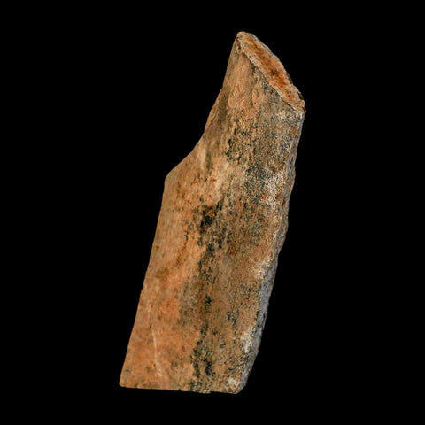 2.6" Tyrannosaurus Rex Fossil Bone Dinosaur Lance Creek Formation Wyoming COA - Fossil Age Minerals