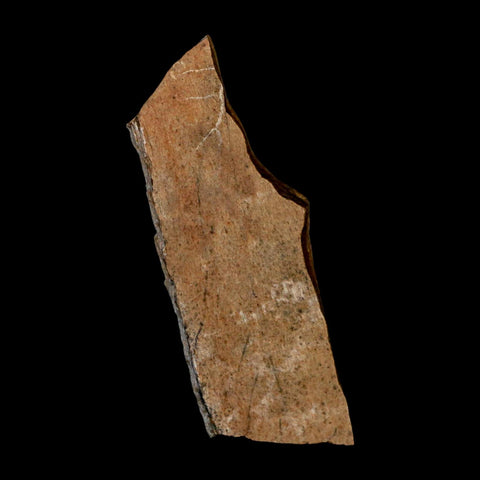 2.6" Tyrannosaurus Rex Fossil Bone Dinosaur Lance Creek Formation Wyoming COA - Fossil Age Minerals