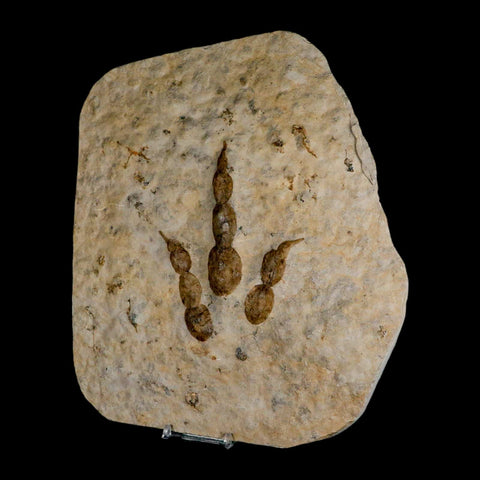 4.7" Grallator Variabilis Dinosaurs Track Foot Print Jurassic Age France COA, Stand - Fossil Age Minerals