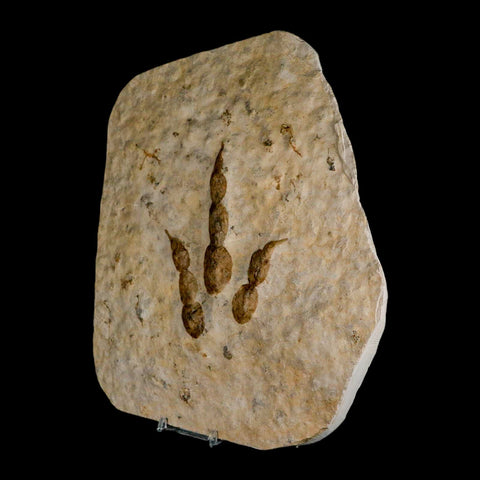 4.7" Grallator Variabilis Dinosaurs Track Foot Print Jurassic Age France COA, Stand - Fossil Age Minerals