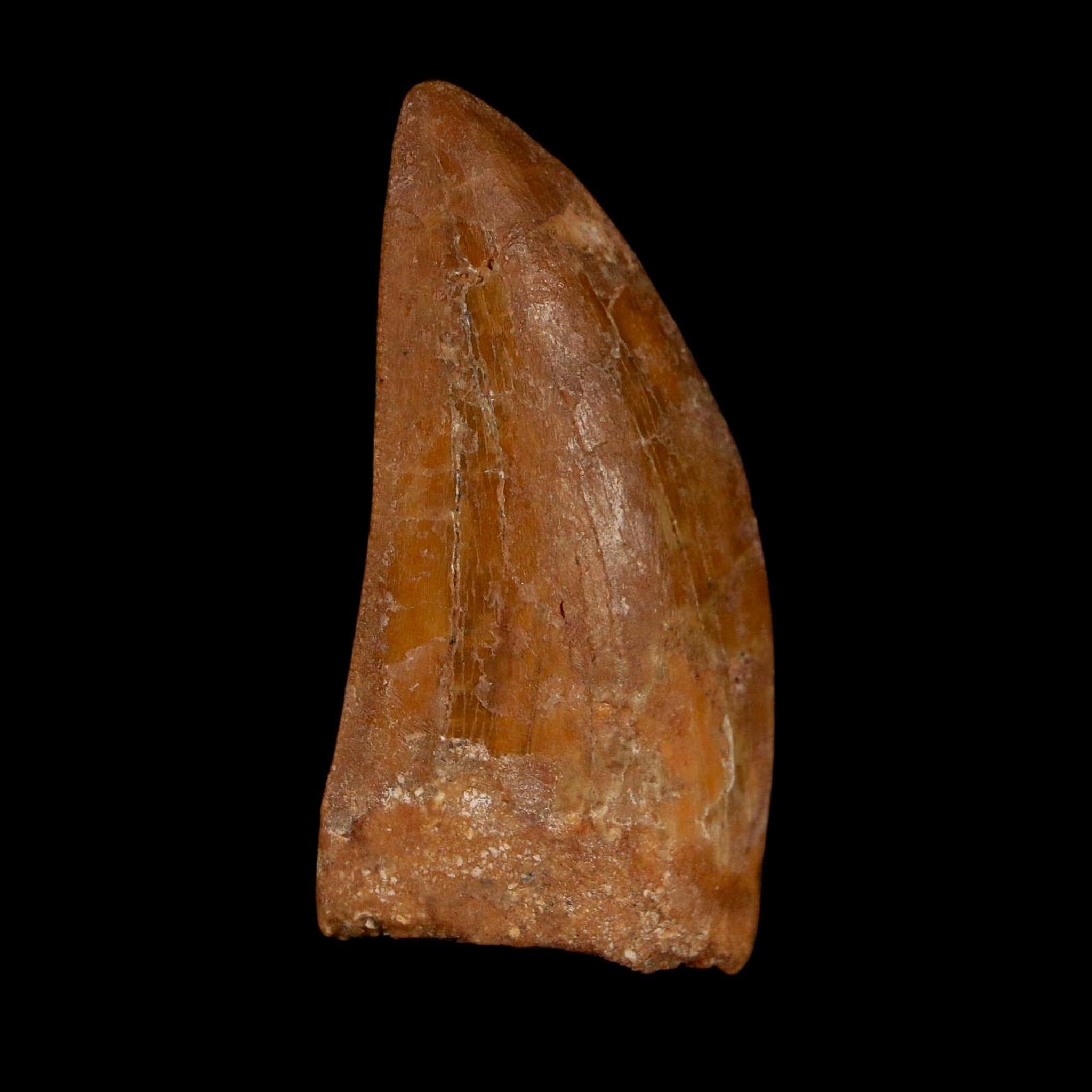 1.9" Carcharodontosaurus Fossil Tooth Cretaceous Dinosaur Morocco COA Stand - Fossil Age Minerals