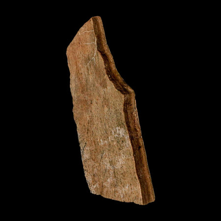 2.6" Tyrannosaurus Rex Fossil Bone Dinosaur Lance Creek Formation Wyoming COA