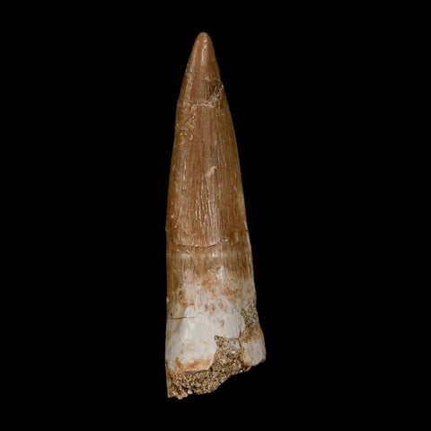 1.9" Plesiosaur Zarafasaura Tooth Fossil Cretaceous Dinosaur Era COA, Stand