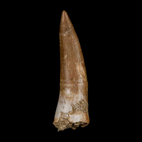 1.9" Plesiosaur Zarafasaura Tooth Fossil Cretaceous Dinosaur Era COA, Stand