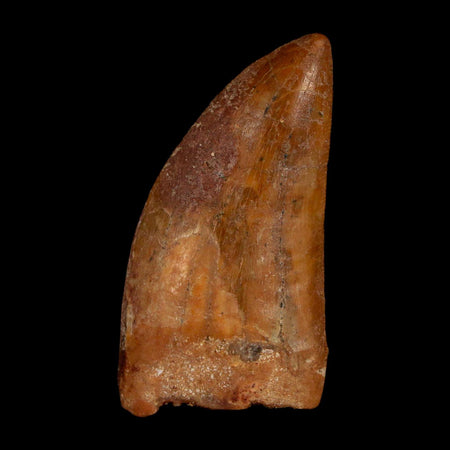 1.9" Carcharodontosaurus Fossil Tooth Cretaceous Dinosaur Morocco COA Stand
