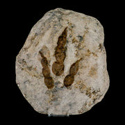5.4" Grallator Variabilis Dinosaurs Track Foot Print Jurassic Age France COA, Stand