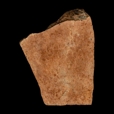 1.9" Tyrannosaurus Rex Fossil Bone Dinosaur Lance Creek Formation Wyoming COA - Fossil Age Minerals