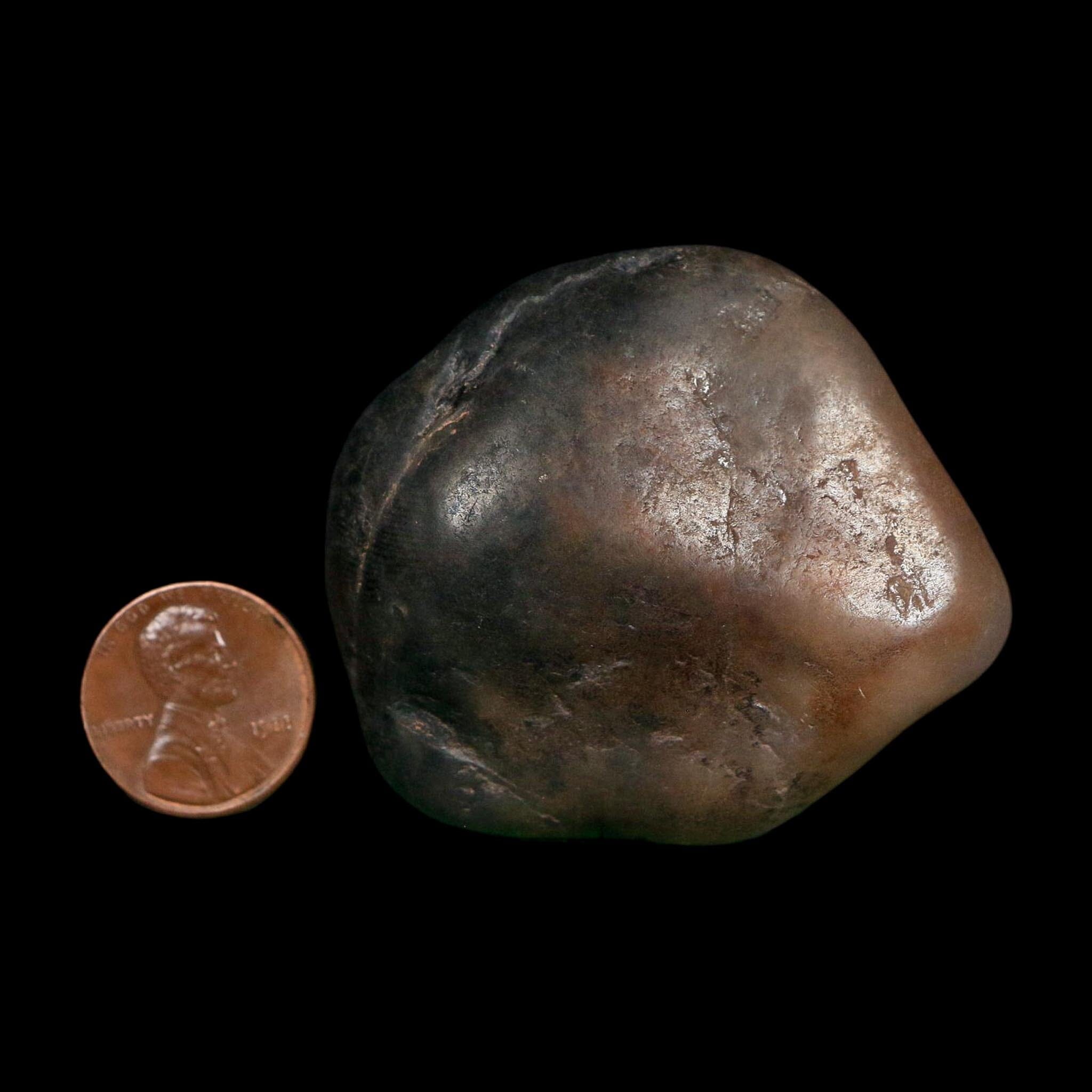 2.1" Sauropod Dinosaur Stomach Stone Gastrolith Rock Gizzard Stone COA - Fossil Age Minerals