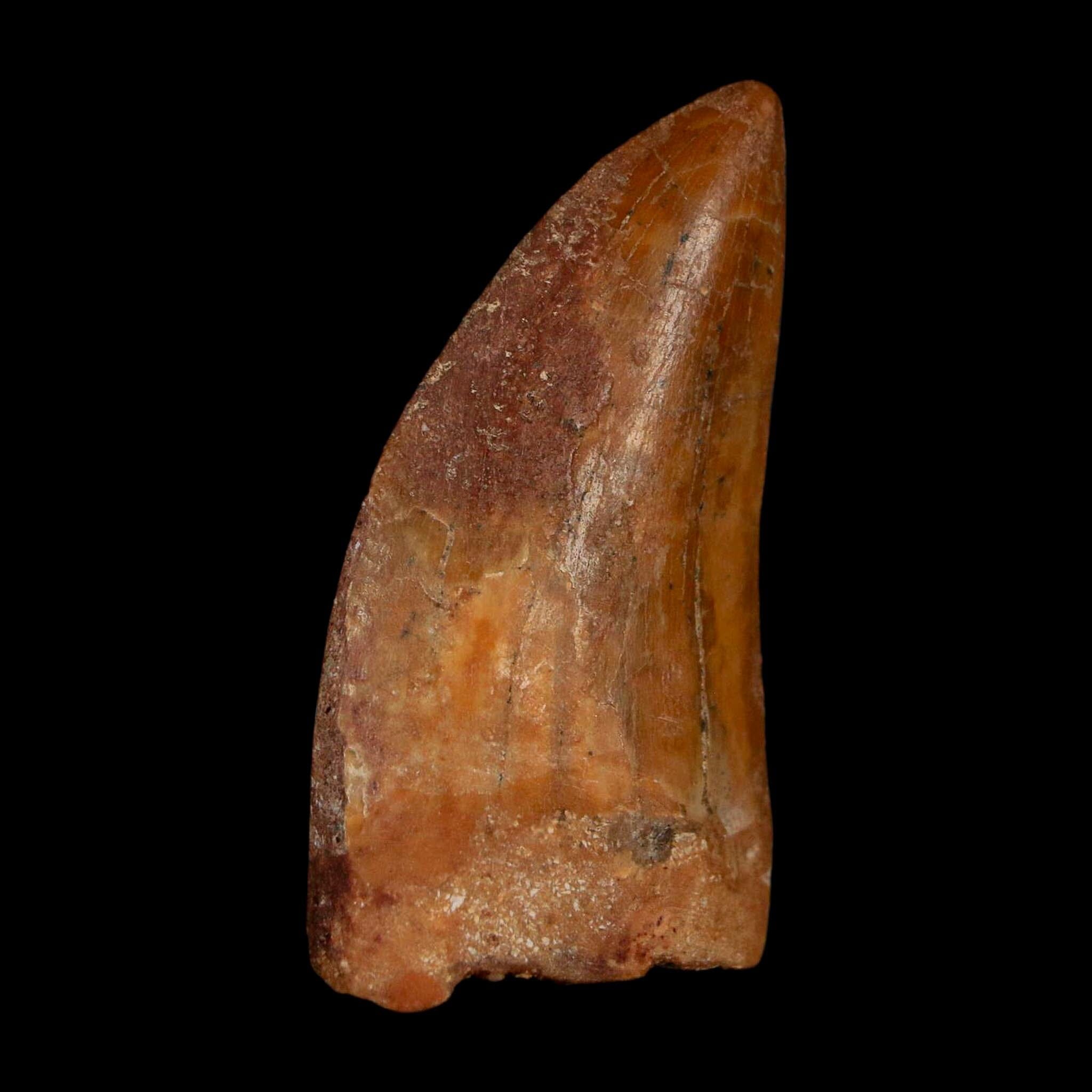 1.9" Carcharodontosaurus Fossil Tooth Cretaceous Dinosaur Morocco COA Stand - Fossil Age Minerals