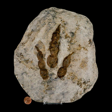 5.4" Grallator Variabilis Dinosaurs Track Foot Print Jurassic Age France COA, Stand - Fossil Age Minerals