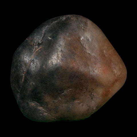 2.1" Sauropod Dinosaur Stomach Stone Gastrolith Rock Gizzard Stone COA