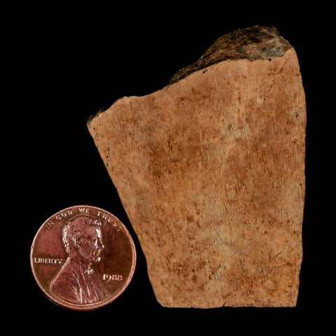 1.9" Tyrannosaurus Rex Fossil Bone Dinosaur Lance Creek Formation Wyoming COA - Fossil Age Minerals