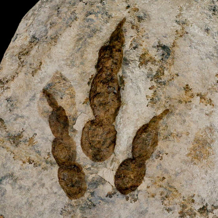 5.4" Grallator Variabilis Dinosaurs Track Foot Print Jurassic Age France COA, Stand