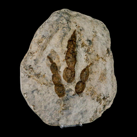 5.4" Grallator Variabilis Dinosaurs Track Foot Print Jurassic Age France COA, Stand - Fossil Age Minerals