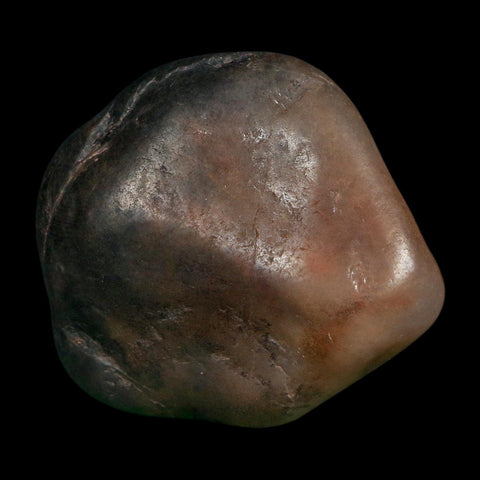 2.1" Sauropod Dinosaur Stomach Stone Gastrolith Rock Gizzard Stone COA