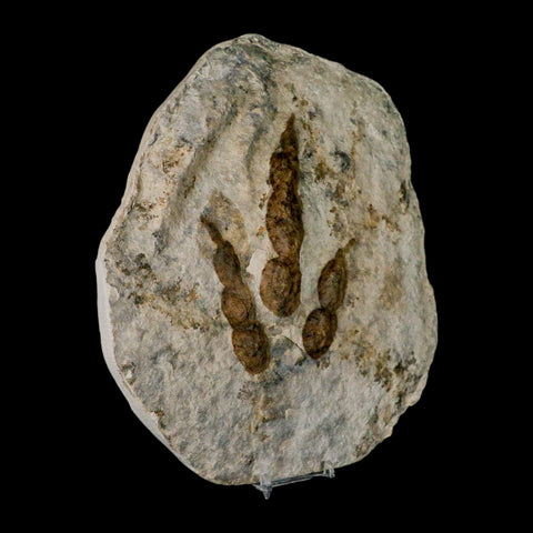 5.4" Grallator Variabilis Dinosaurs Track Foot Print Jurassic Age France COA, Stand - Fossil Age Minerals