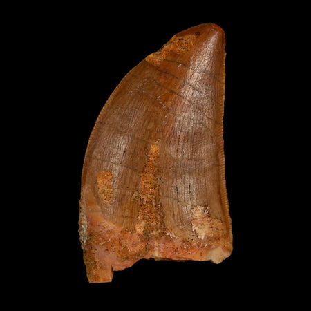 1.7" Carcharodontosaurus Fossil Tooth Cretaceous Dinosaur Morocco COA Stand